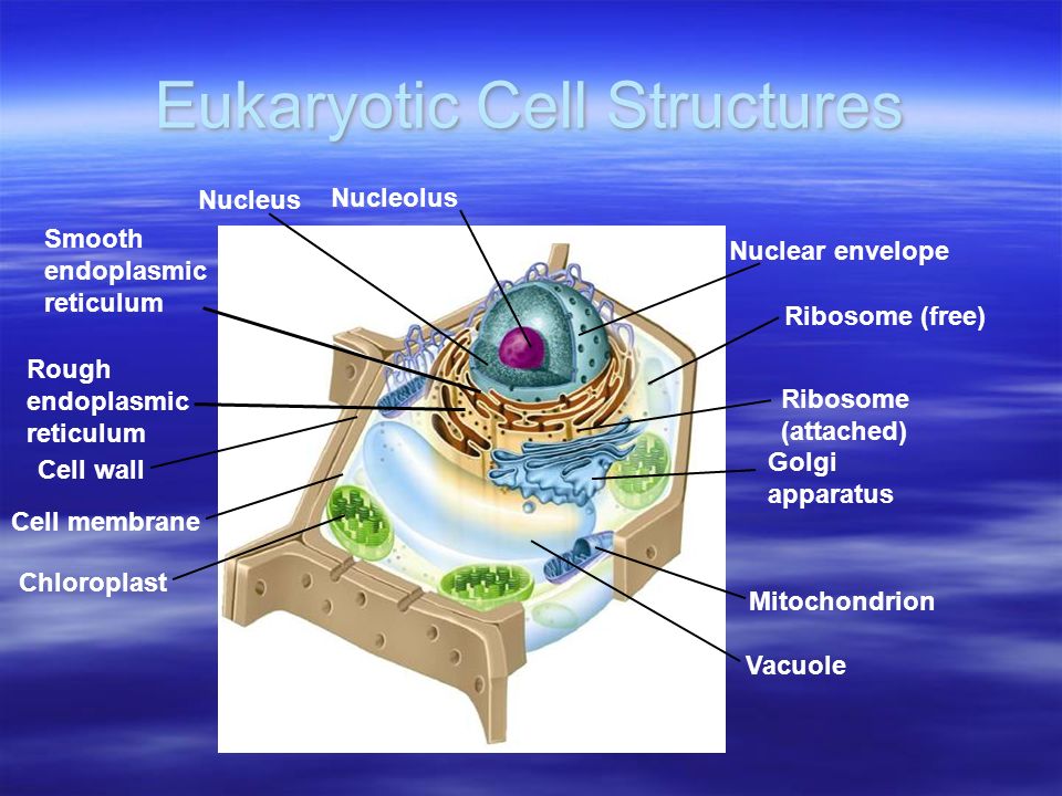 84 7-2 eukaryotic cell structure.