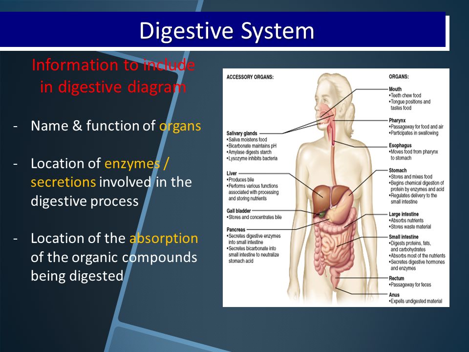 the digestion process The most widely employed method for sludge treatment is anaerobic digestion in this process, a large fraction of the organic matter (cells) is broken down into. the digestion process The most widely employed method for sludge treatment is anaerobic digestion in this process, a large fraction of the organic matter (cells) is broken down into.