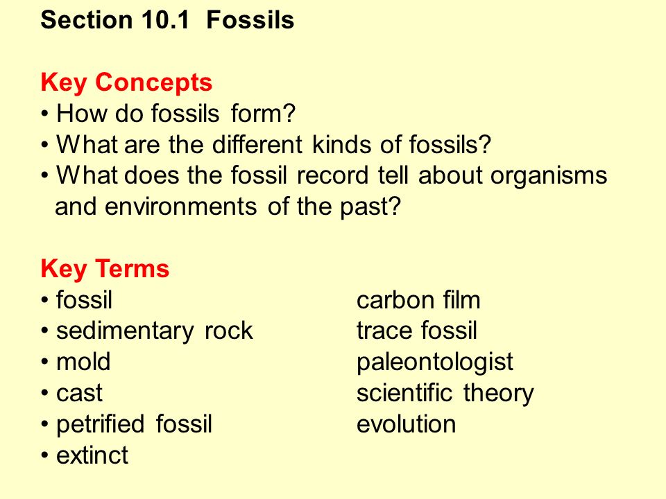 section 10 1 fossils key concepts how do fossils form what are the where do fossils form