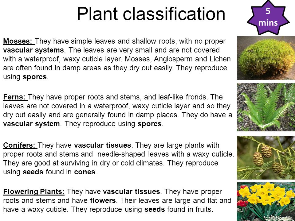 What is a baby plant called?