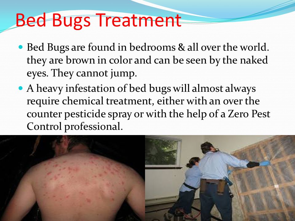 Bed Bugs Treatment Bed Bugs are found in bedrooms & all over the world.