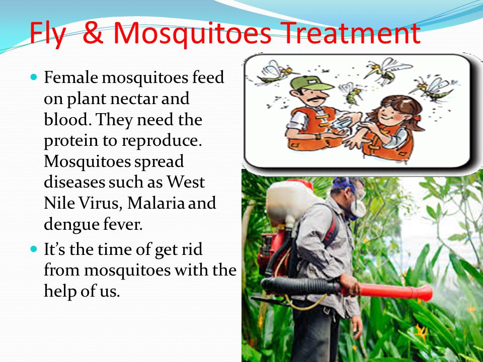 Fly & Mosquitoes Treatment Female mosquitoes feed on plant nectar and blood.