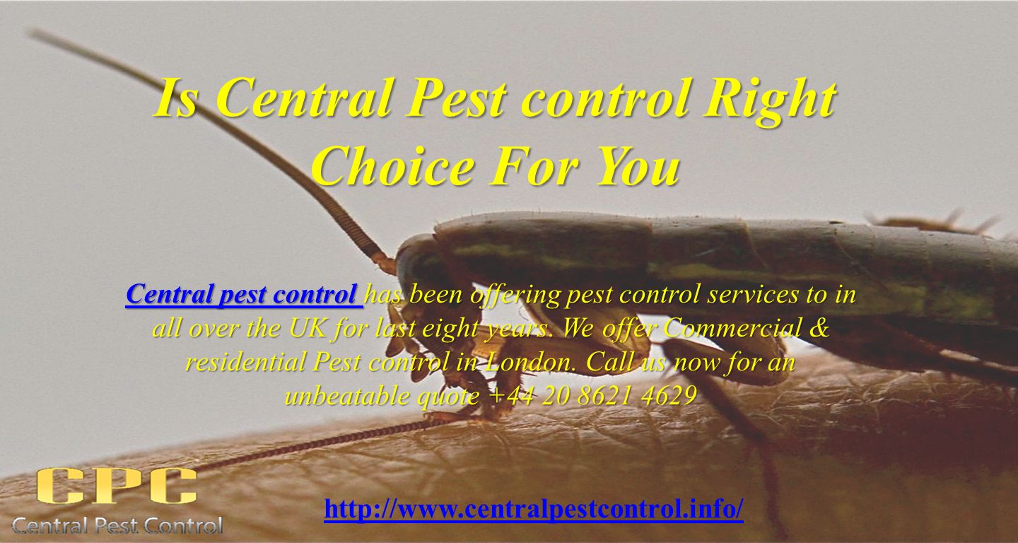 Is Central Pest control Right Choice For You Central pest control Central pest control has been offering pest control services to in all over the UK for last eight years.
