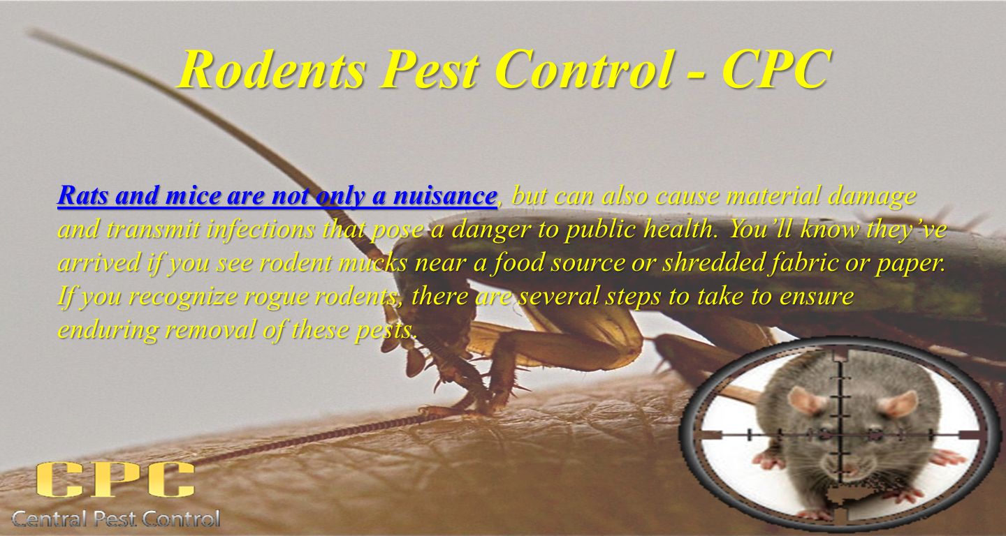 Rodents Pest Control - CPC Rats and mice are not only a nuisanceRats and mice are not only a nuisance, but can also cause material damage and transmit infections that pose a danger to public health.