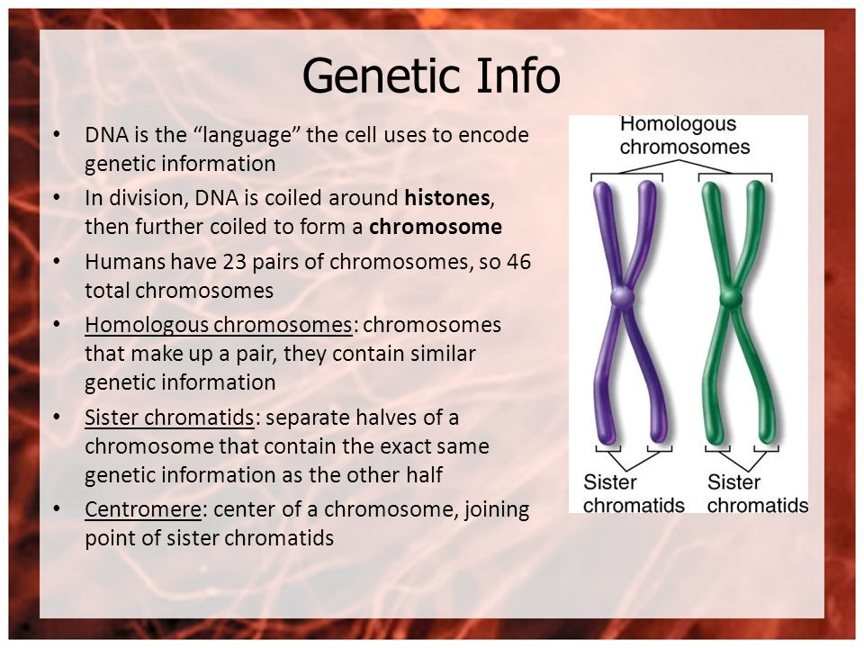 a research on the language of the cell Find a+ essays, research papers, book notes, course notes and writing tips millions of students use studymode to jumpstart their assignments. a research on the language of the cell Find a+ essays, research papers, book notes, course notes and writing tips millions of students use studymode to jumpstart their assignments.