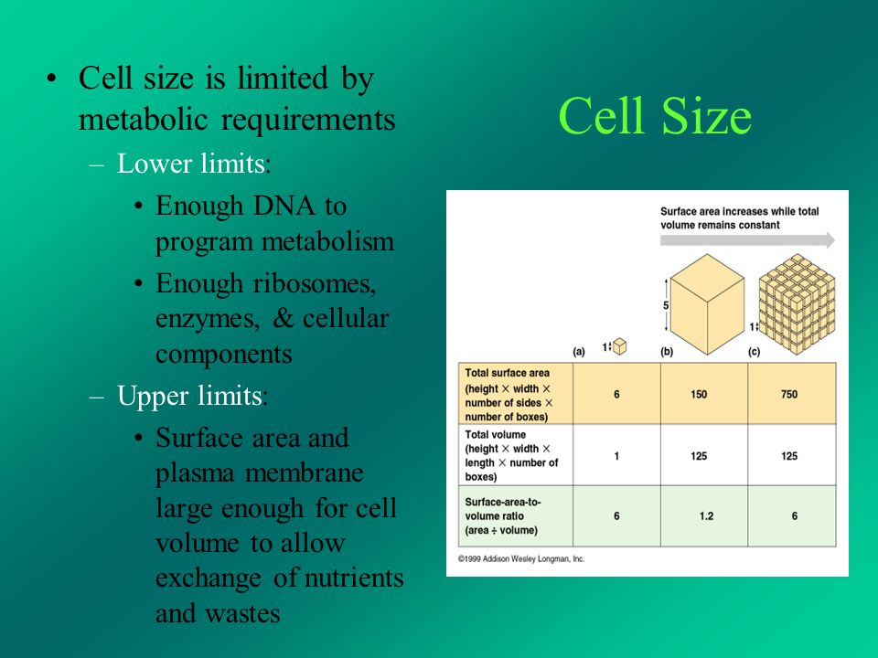cell structure and function ap biology ch 7 ms haut ppt download cell size is limited by