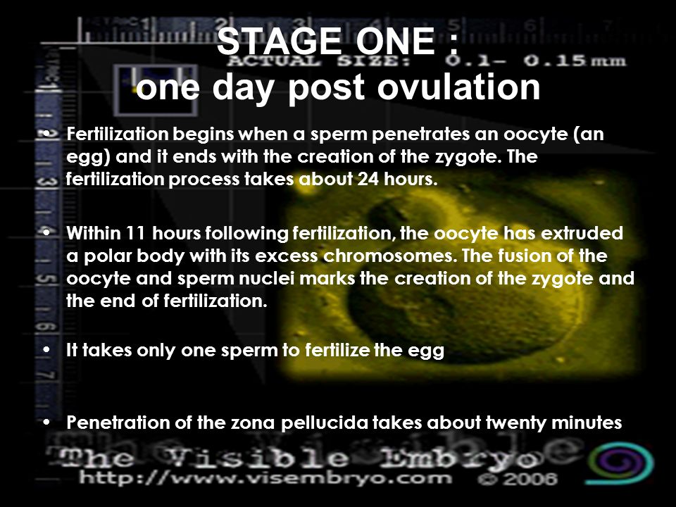 Ovulation and fertilization ppt presentation