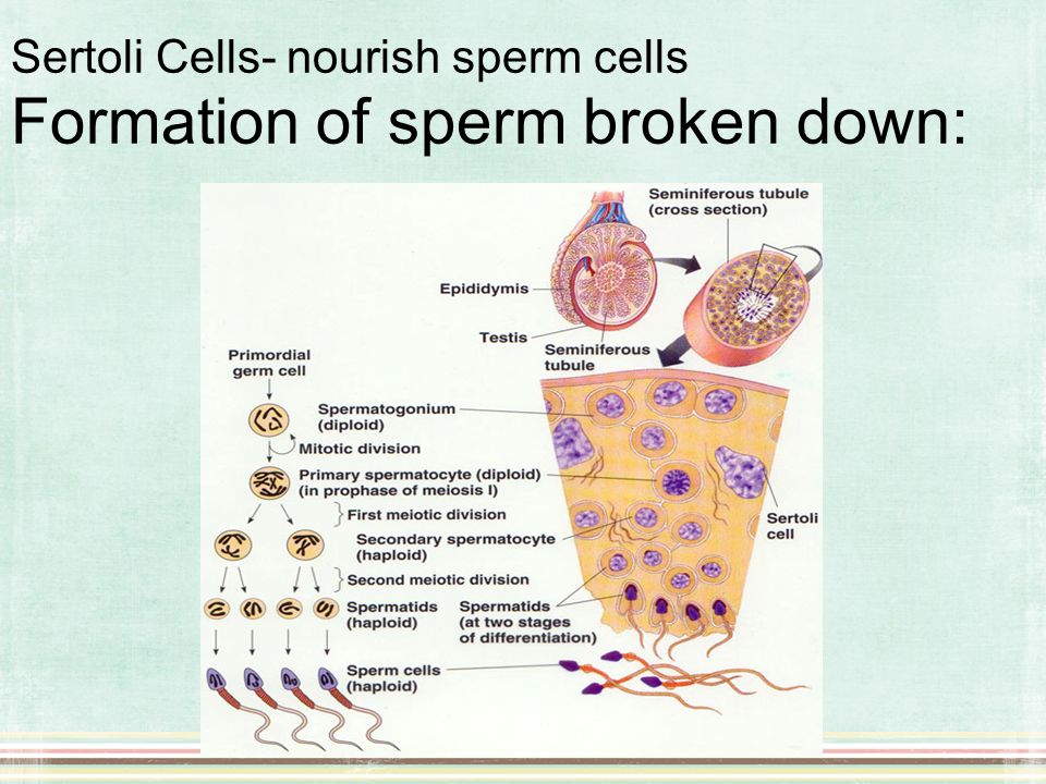 Dows mt dew kill sperm cells