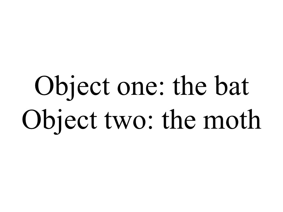 Object one: the bat Object two: the moth