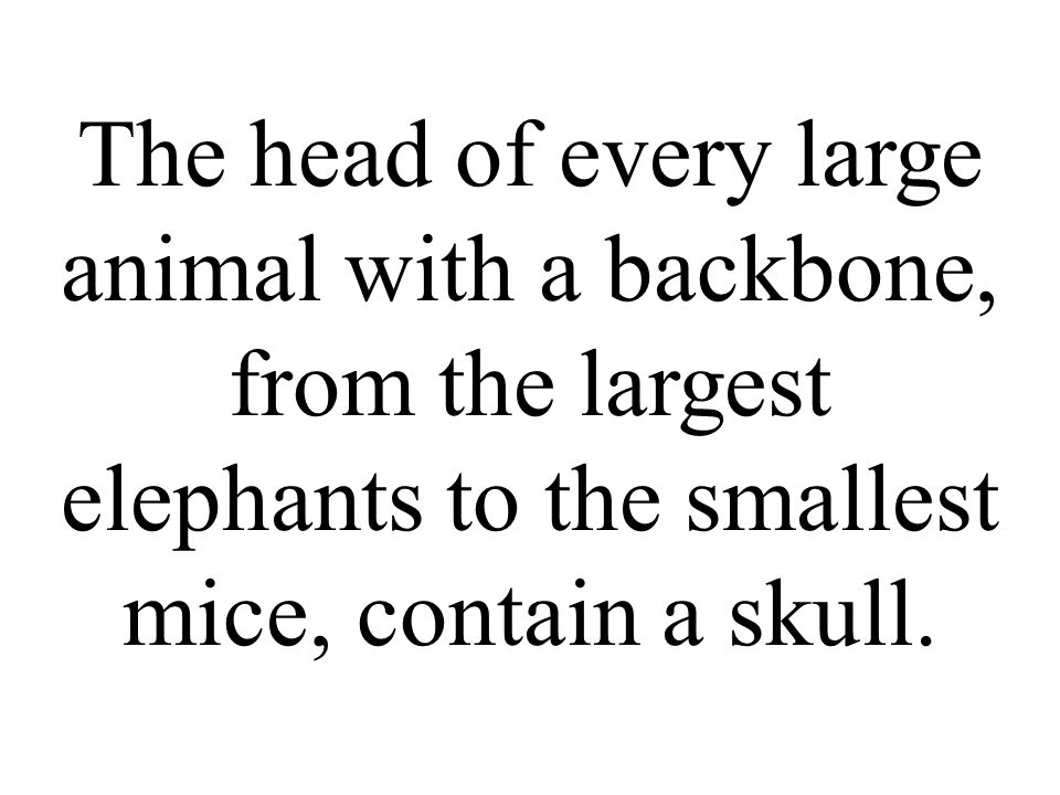 The head of every large animal with a backbone, from the largest elephants to the smallest mice, contain a skull.
