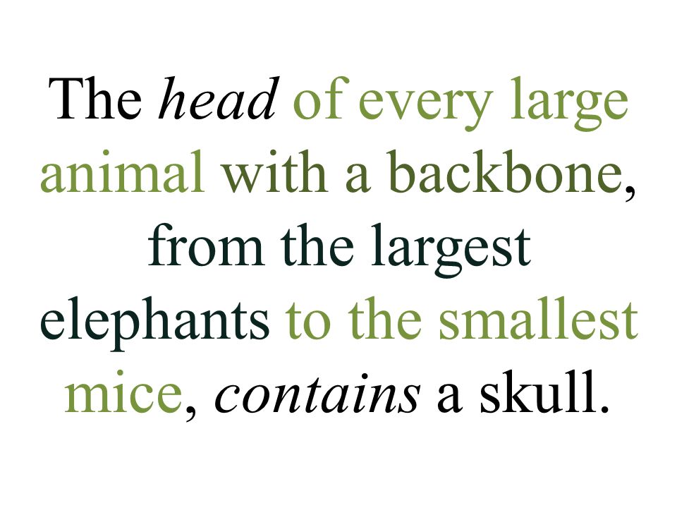 The head of every large animal with a backbone, from the largest elephants to the smallest mice, contains a skull.