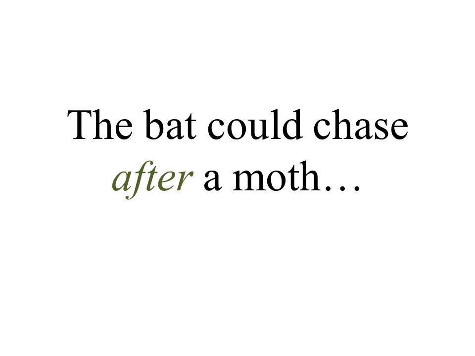 The bat could chase after a moth…