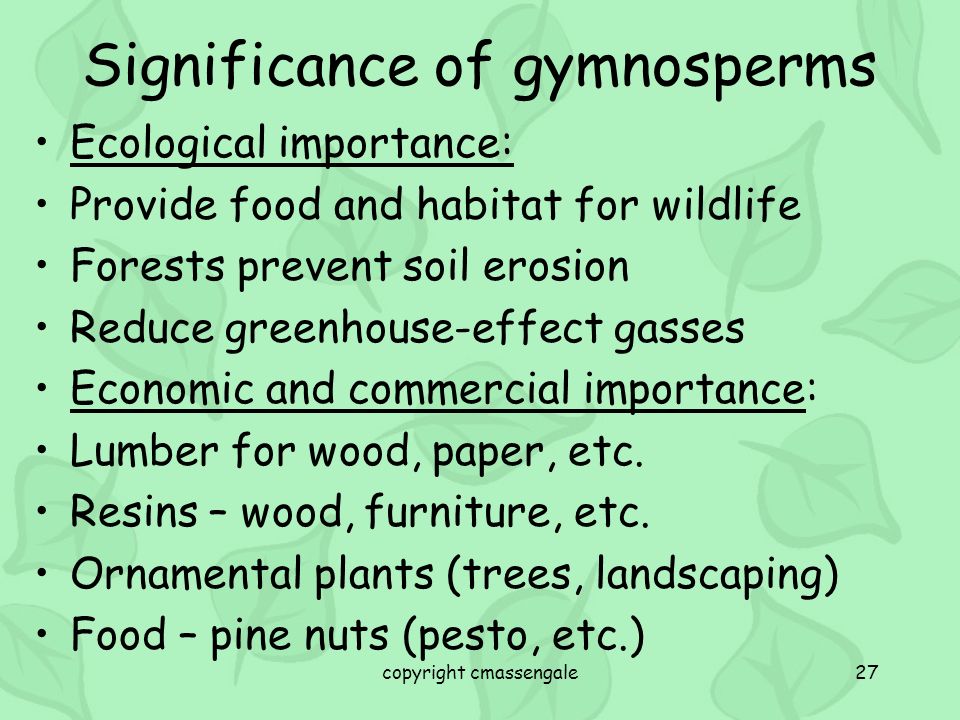 What are some economic uses of gymnosperms?