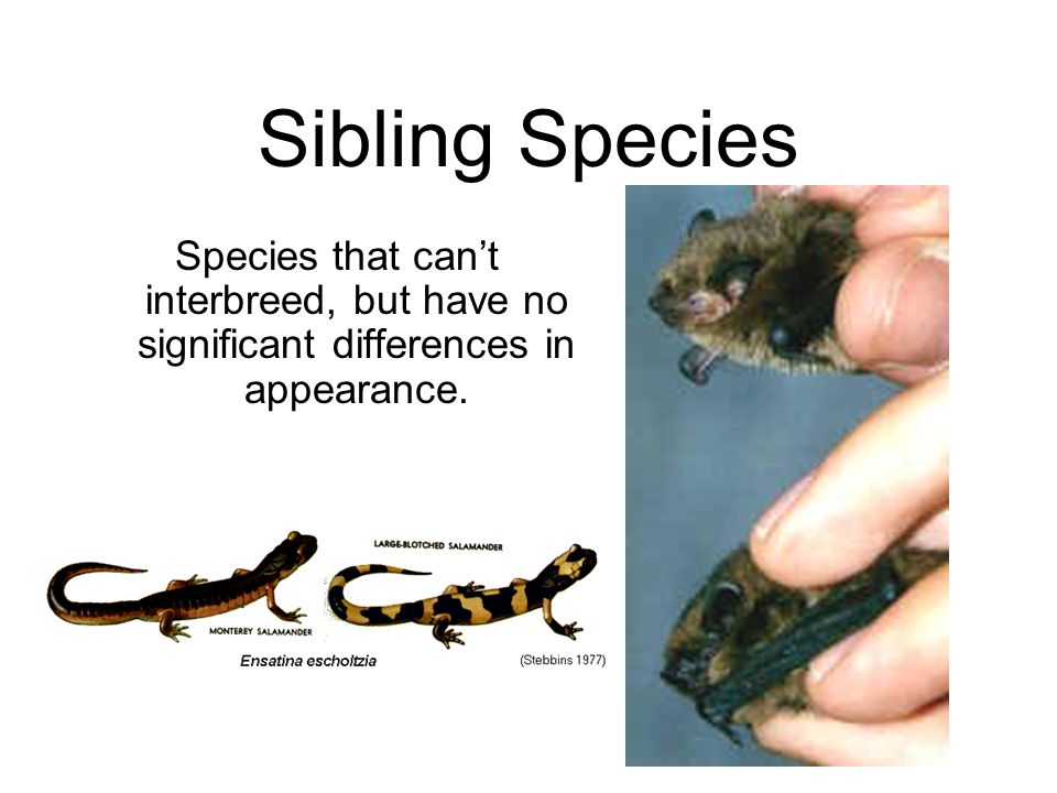 sibling species example