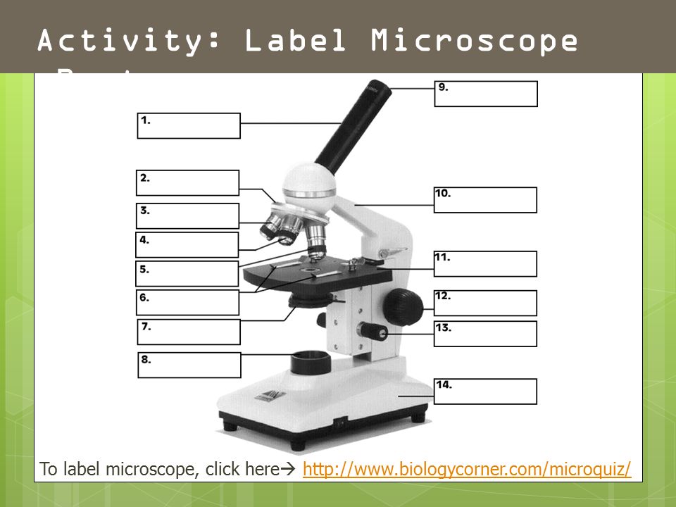 compound microscope Compound / optical microscopes optical microscopes, or light microscopes, use visible light and a lens system to magnify images of small samples this type of microscope has found implementation in different fields of science (microelectronics, geology, medicine and biology, as examples) and is very popular among non. compound microscope Compound / optical microscopes optical microscopes, or light microscopes, use visible light and a lens system to magnify images of small samples this type of microscope has found implementation in different fields of science (microelectronics, geology, medicine and biology, as examples) and is very popular among non.