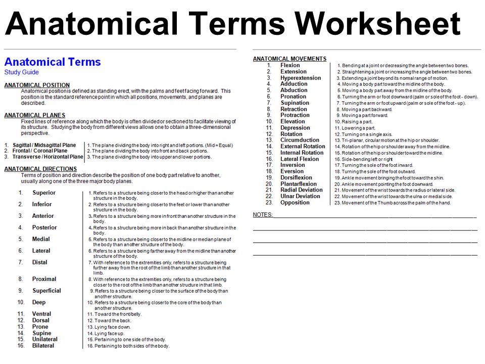 Worksheets Anatomical Directions Worksheet of anatomical directions worksheet sharebrowse collection sharebrowse