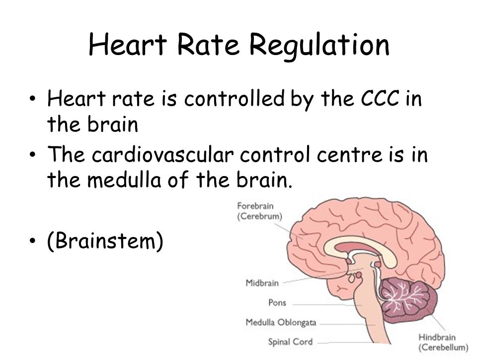 Heart rate and homeostasis