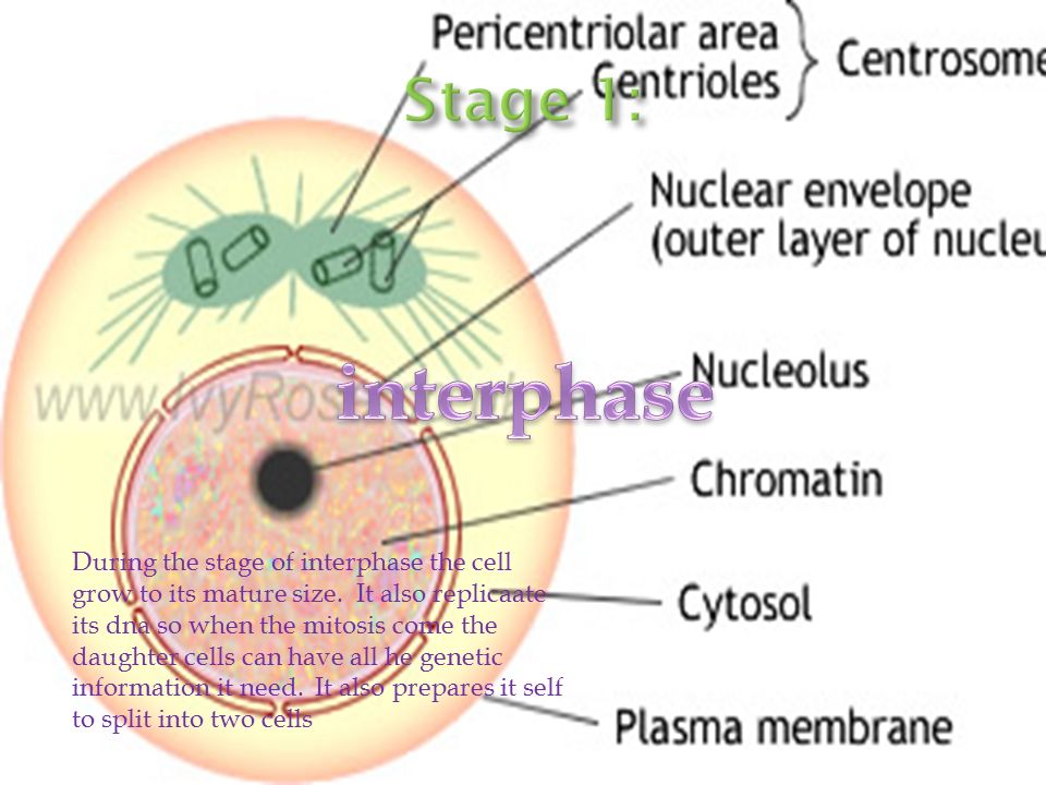 during the stage of interphase the cell grow to its mature size it size it