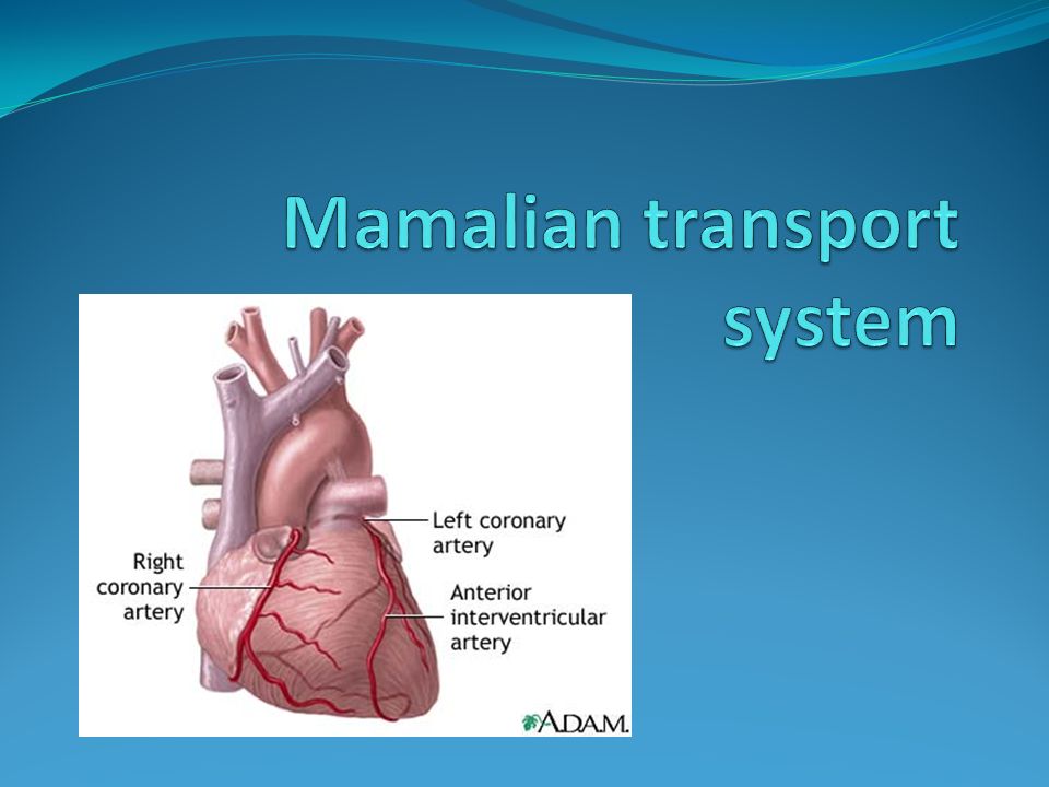 transport system of organisms transport system of organisms