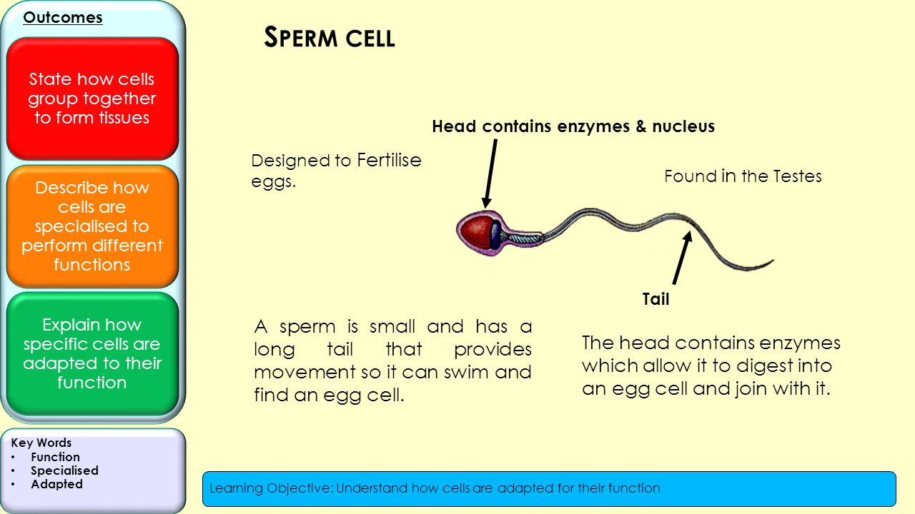 Should sperm be different sizes