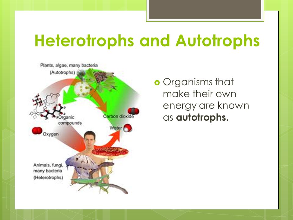 heterotrophic organisms