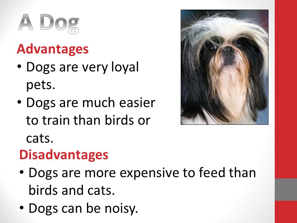 Advantages Dogs are very loyal pets. Dogs are much easier to train than birds or cats.