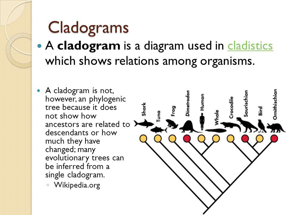 Printables Cladogram Worksheet evolution classification phylogeny cladistics dichotomous keys cladograms a cladogram is not however an phylogenic tree because it does show