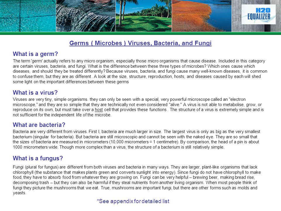 differences and similarities that viruses have with living organisms such as bacteria and fungi Archaea are microscopic, single-celled organisms that have no nucleus and an outer membrane containing unique lipids on the surface, archaea look a lot like bacteria: they can have a similar size and shape, their genetic material forms a circle, they lack organelles, and they live in similar environments. differences and similarities that viruses have with living organisms such as bacteria and fungi Archaea are microscopic, single-celled organisms that have no nucleus and an outer membrane containing unique lipids on the surface, archaea look a lot like bacteria: they can have a similar size and shape, their genetic material forms a circle, they lack organelles, and they live in similar environments.