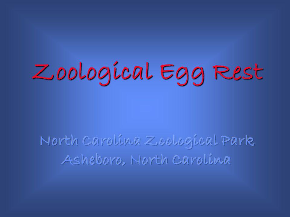 Zoological Egg Rest