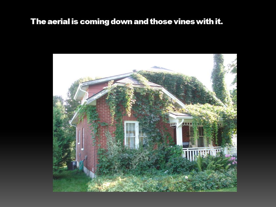 The aerial is coming down and those vines with it.
