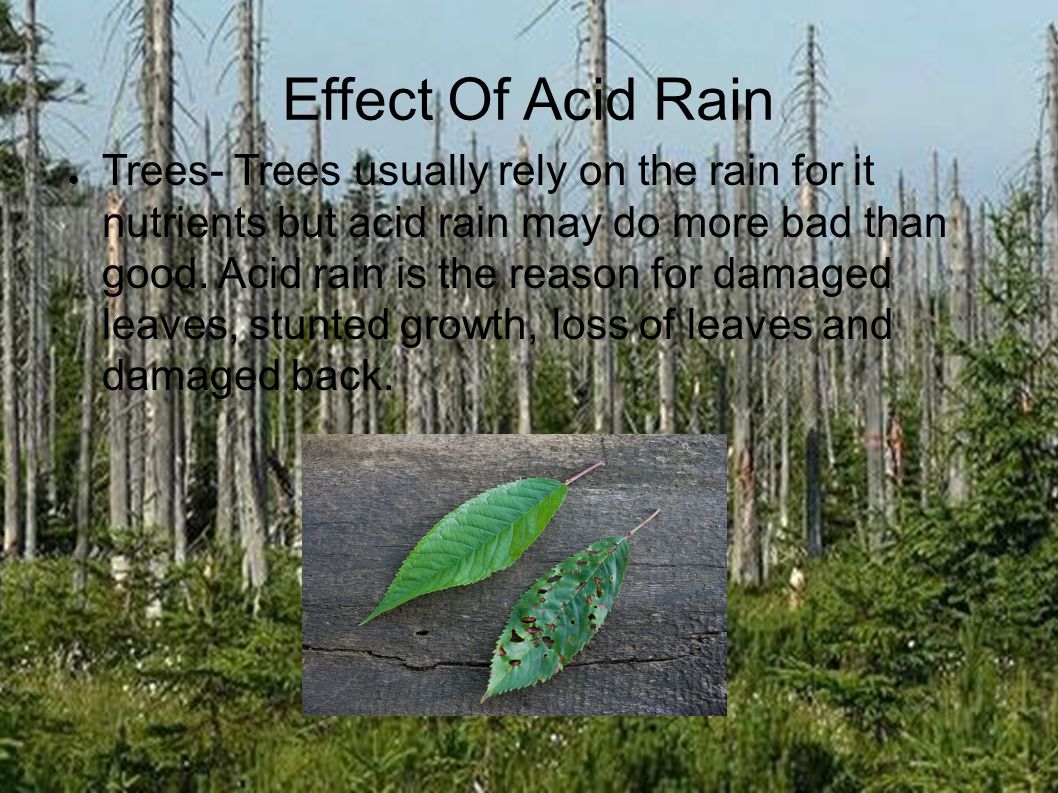 effect of acid rain on historical monuments Advertisements: essay on acid rain: consequences of acidification on the historic monuments in india combustion of fossil fuels like coal, firewood etc, produce air pollutants like sulphur and nitrogen. effect of acid rain on historical monuments Advertisements: essay on acid rain: consequences of acidification on the historic monuments in india combustion of fossil fuels like coal, firewood etc, produce air pollutants like sulphur and nitrogen.