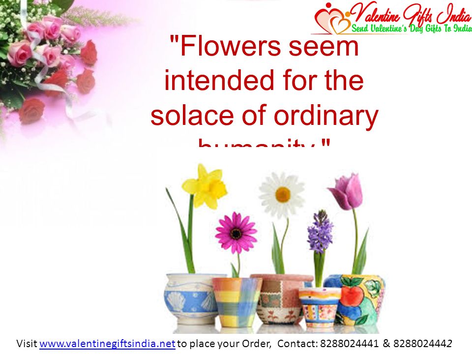 Flowers seem intended for the solace of ordinary humanity. Visit   to place your Order, Contact: & www.valentinegiftsindia.net