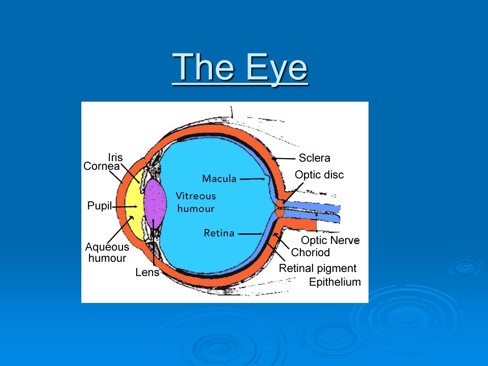 the eye the pupil a small adjustable opening its size and the amount of light entering the eye is regulated by the size of the