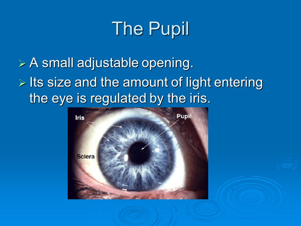 the eye the pupil a small adjustable opening its size and the amount of light entering the eye is regulated by the size of the