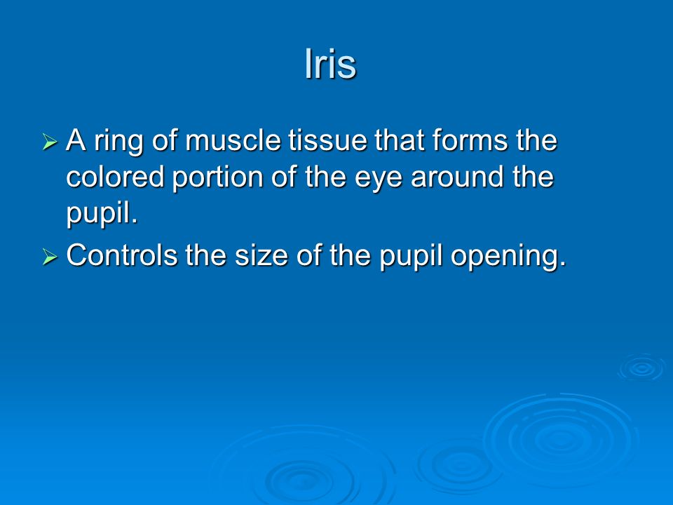 the eye the pupil a small adjustable opening its size and the amount of light entering the eye is regulated by the size of the
