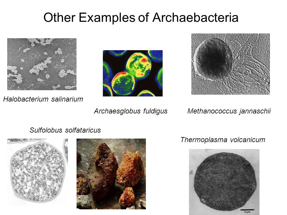 examples of archaebacteria magdalene project org examples of archaebacteria