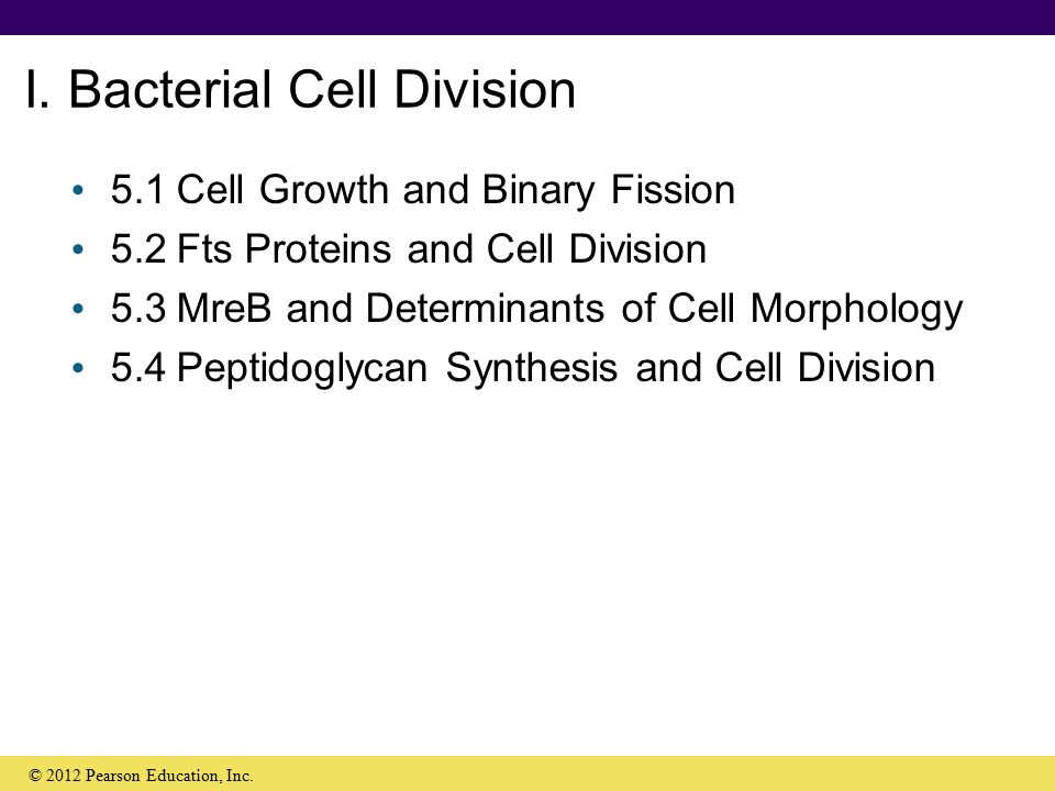 Brock Biology Of Microorganisms Ebook