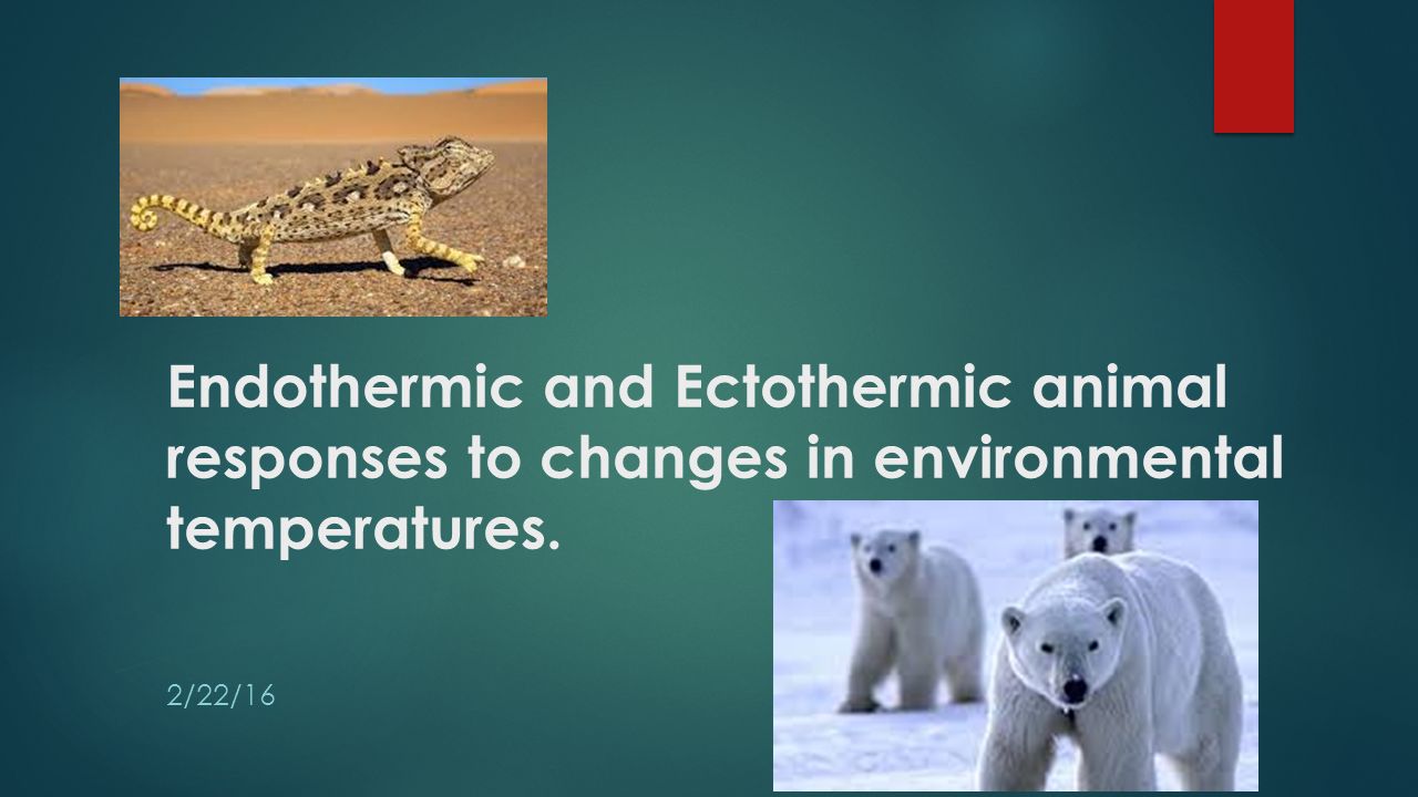 an analysis of adaptions on ectothermic and endothermic animals to extreme climates Adaptions in ectothermic and endothermic animals to extreme climates essays first of all we need to understand what ectothermic and endothermic animals are animals differ in their abilities to regulate body temperature (thermoregulation). an analysis of adaptions on ectothermic and endothermic animals to extreme climates Adaptions in ectothermic and endothermic animals to extreme climates essays first of all we need to understand what ectothermic and endothermic animals are animals differ in their abilities to regulate body temperature (thermoregulation).