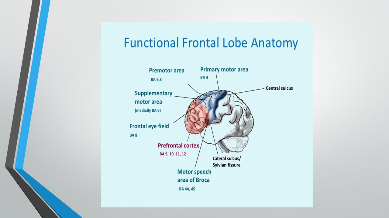 localization in neurology dr hana albulaihe consultant neurologist which letter indicates the primary somatosensory cortex