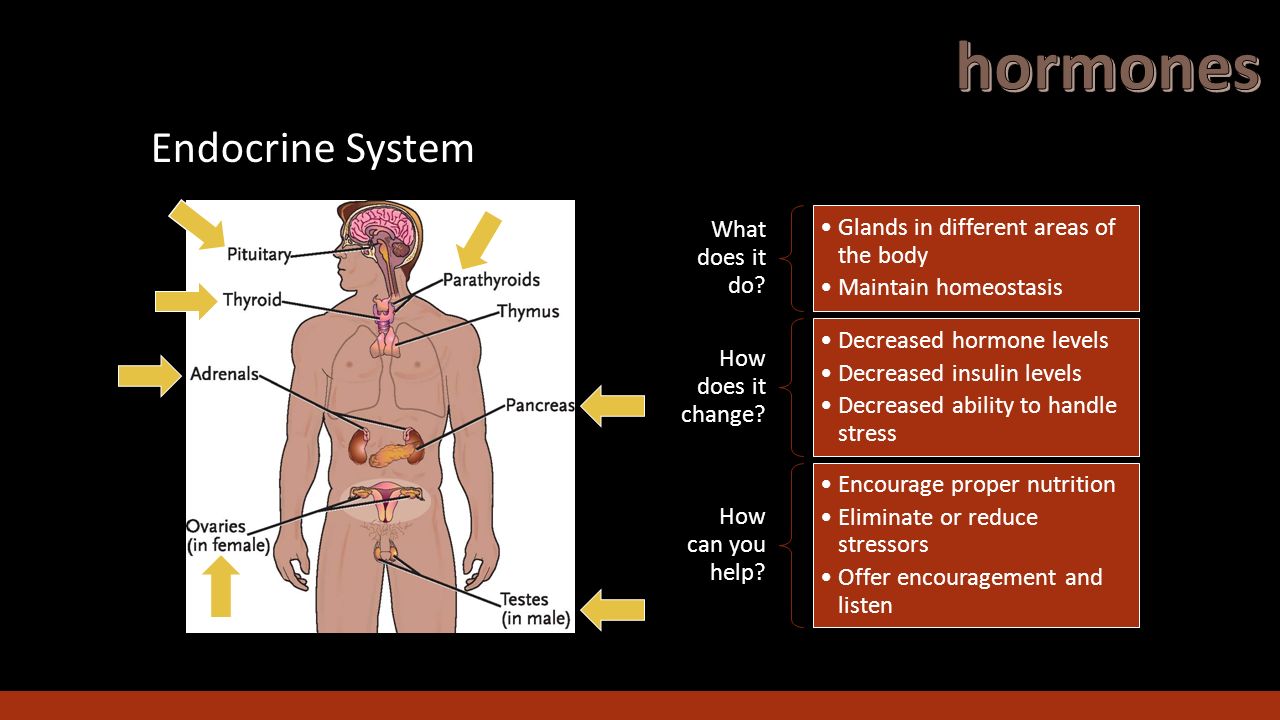 does the glandular system affect behavior The endocrine system is the 2nd great communication system behavior and personality are tied to the ebb and flow of hormones in the body it is made up of a number of glands that pour chemicals (hormones) directly into the bloodsteam. does the glandular system affect behavior The endocrine system is the 2nd great communication system behavior and personality are tied to the ebb and flow of hormones in the body it is made up of a number of glands that pour chemicals (hormones) directly into the bloodsteam.