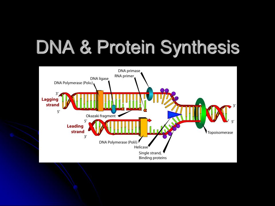 dna and protein sythesis Protein synthesis is the process by which individual cells construct proteins if protein synthesis stops working properly. dna and protein sythesis Protein synthesis is the process by which individual cells construct proteins if protein synthesis stops working properly.