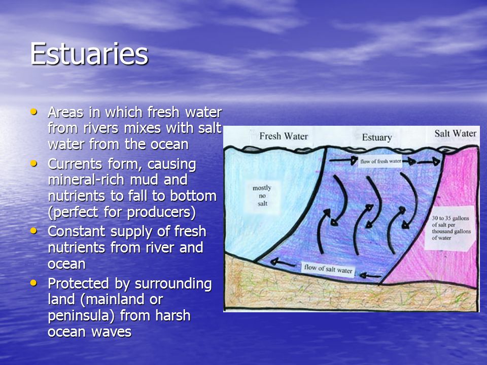 bellringer using p in your textbook list 7 organisms commonly found how do estuaries form