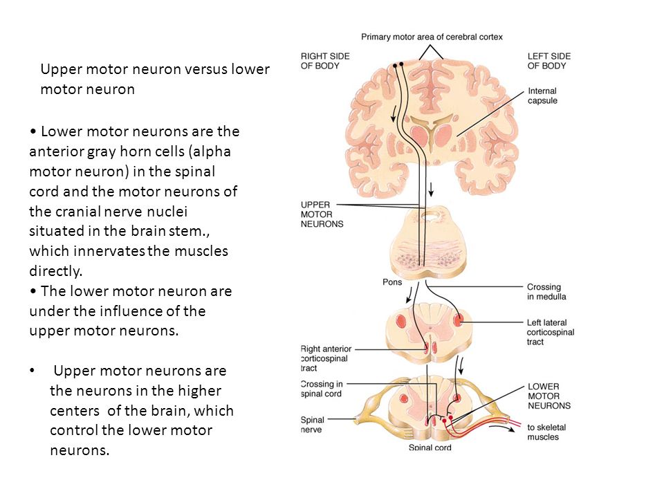 upper motor neuron