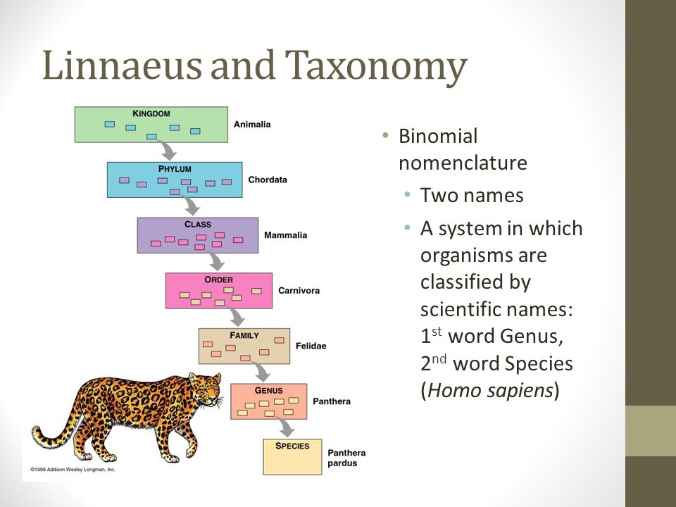 Linnaeus and Taxonomy Binomial nomenclature Two names A system in which organisms are classified by scientific names: 1 st word Genus, 2 nd word Species (Homo sapiens)