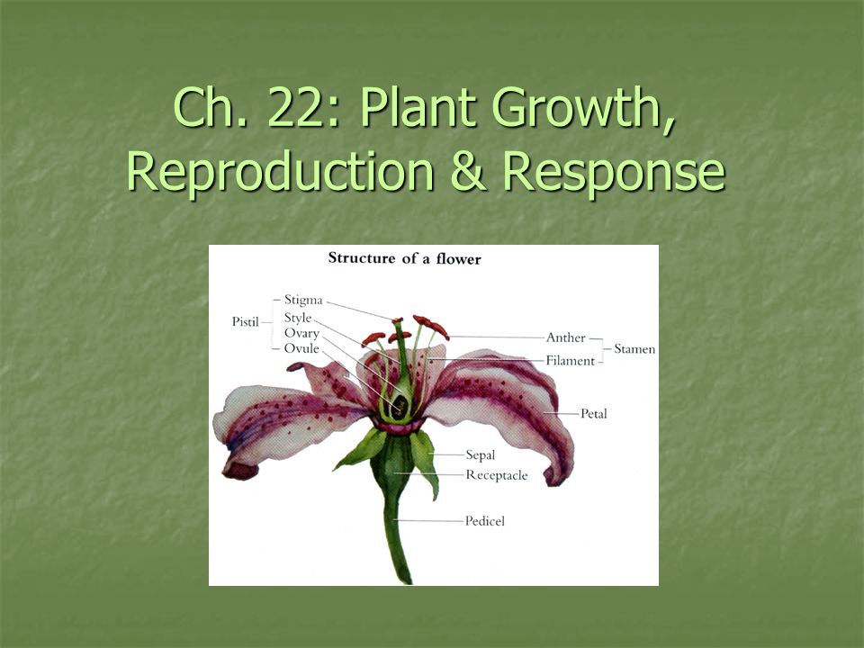 reproduction in plants Biology4kidscom this tutorial introduces plant reproduction other sections include animal systems, cells, vertebrates, and invertebrates. reproduction in plants Biology4kidscom this tutorial introduces plant reproduction other sections include animal systems, cells, vertebrates, and invertebrates.