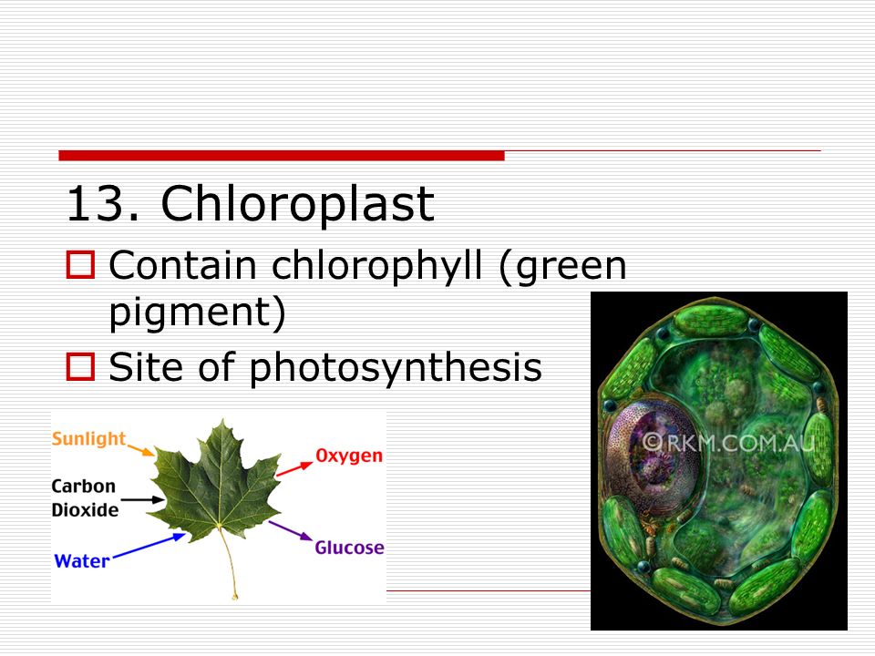 13. Chloroplast  Contain chlorophyll (green pigment)  Site of photosynthesis