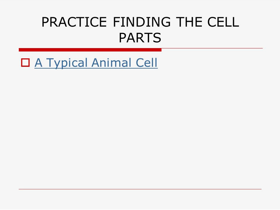 PRACTICE FINDING THE CELL PARTS  A Typical Animal Cell A Typical Animal Cell