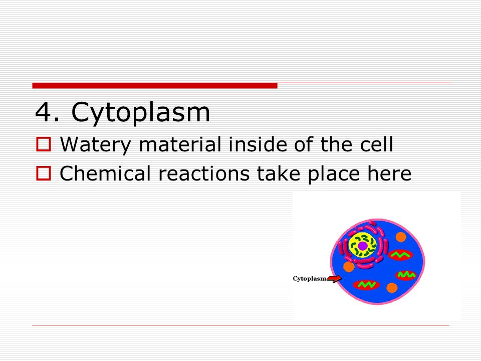4. Cytoplasm  Watery material inside of the cell  Chemical reactions take place here