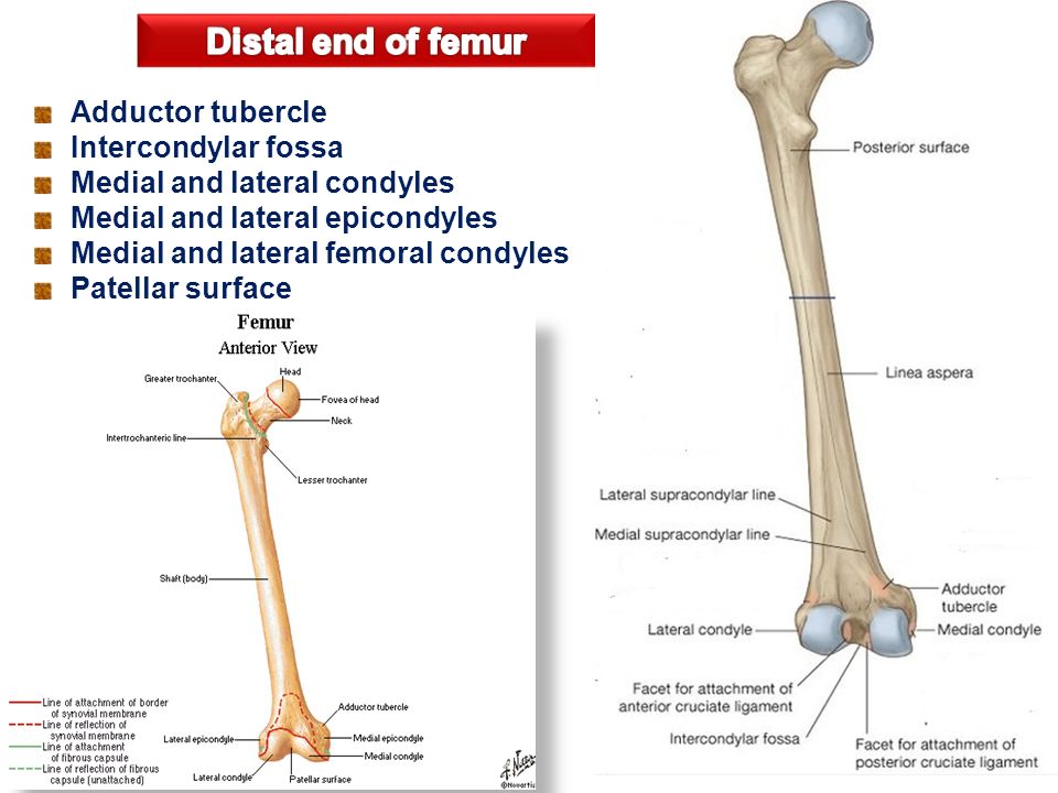 Extended femur cross border blue image