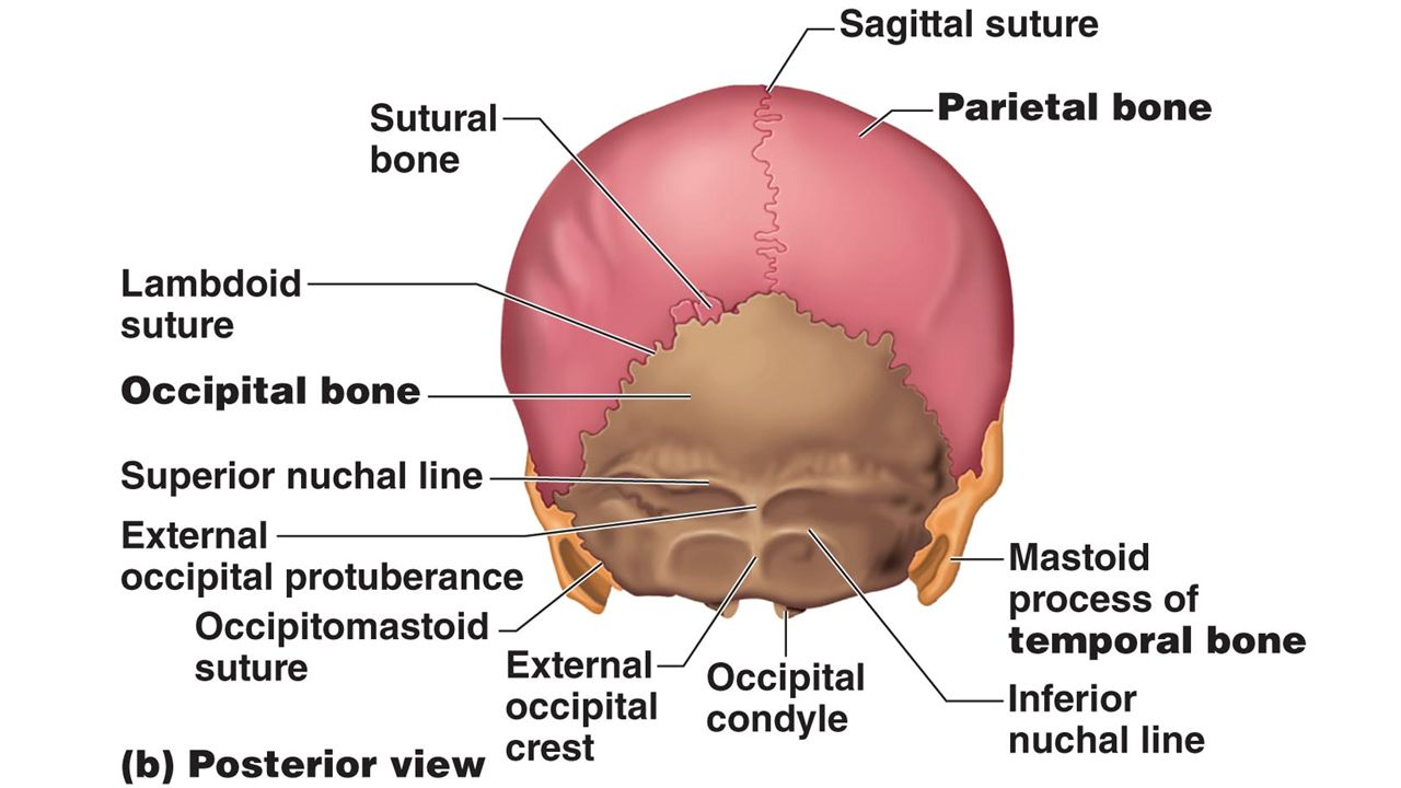 axial skeleton lab 1 axial skeleton lab 1